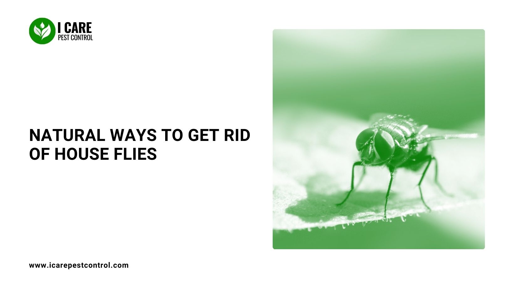 Natural Ways to Get Rid of House Flies