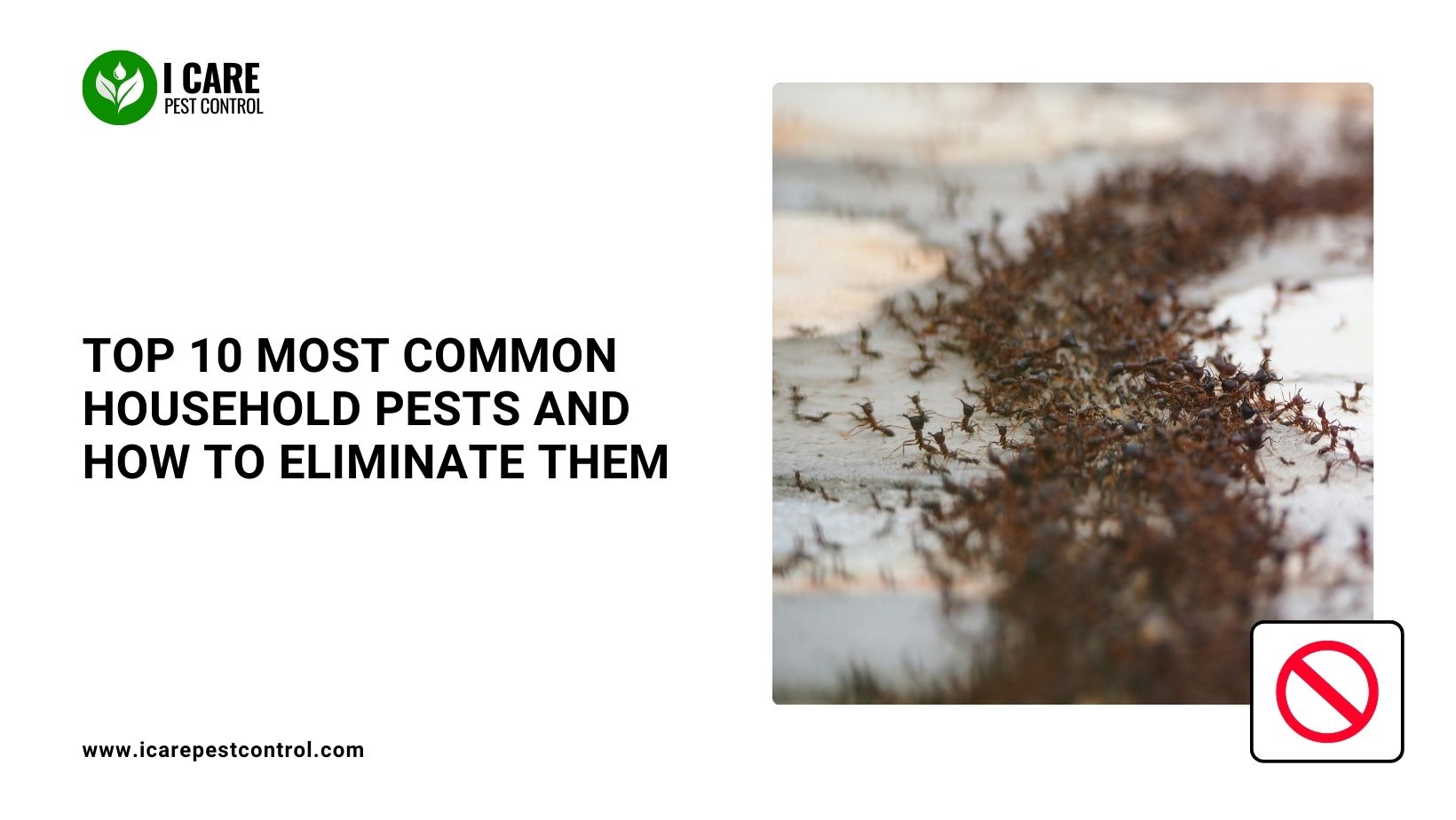 Top 10 Most Common Household Pests and How to Eliminate Them