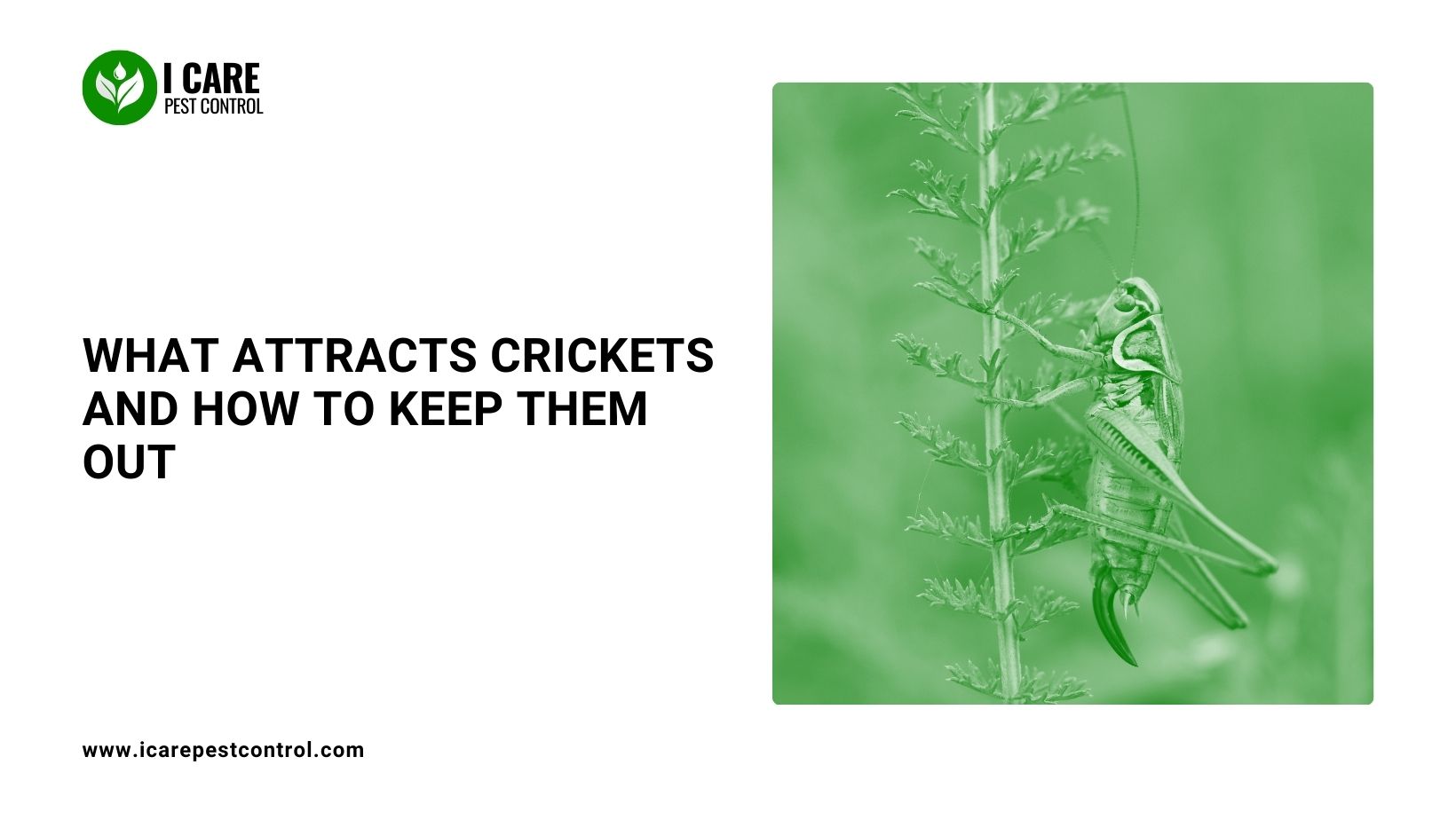 What Attracts Crickets and How to Keep Them Out