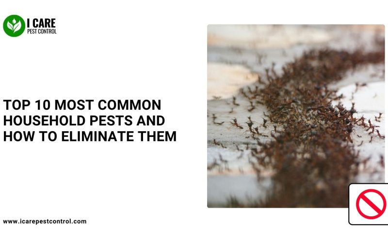 Top 10 Most Common Household Pests and How to Eliminate Them