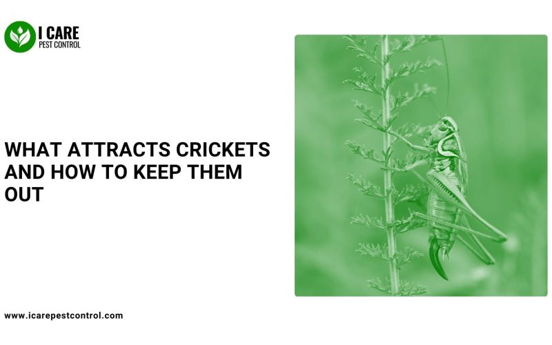 What Attracts Crickets and How to Keep Them Out