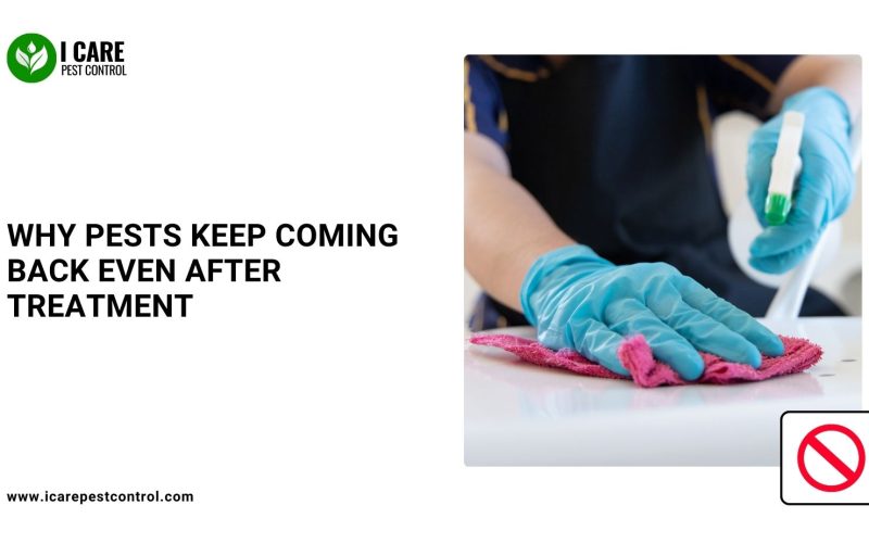 Why Pests Keep Coming Back Even After Treatment
