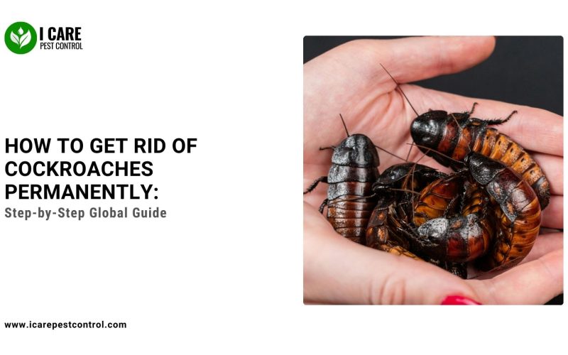 How to Get Rid of Cockroaches Permanently: Step-by-Step Global Guide